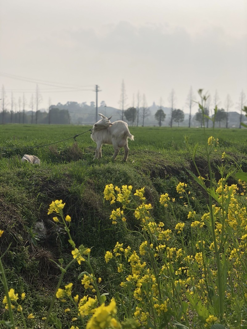 iPhonex日常拍照样张