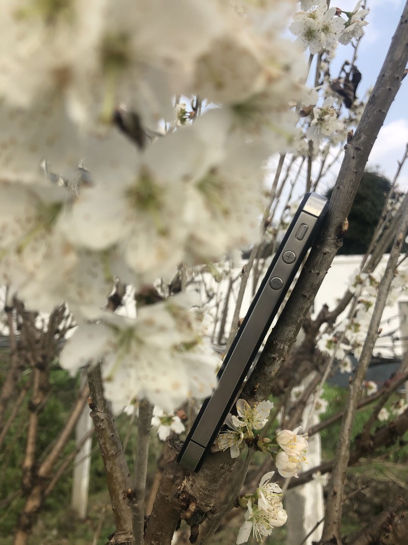 iPhonex日常拍照样张