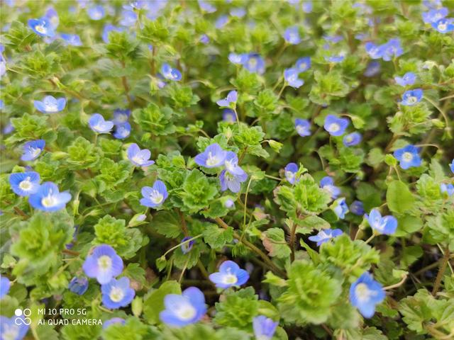 小米10 Pro上手两周体验：云评测原来都是骗人的