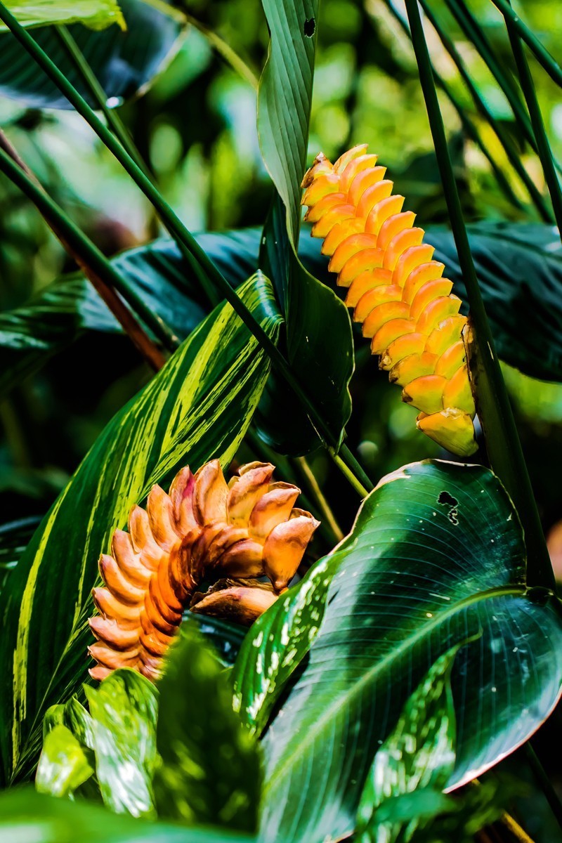 回眸澳大利亚植物篇