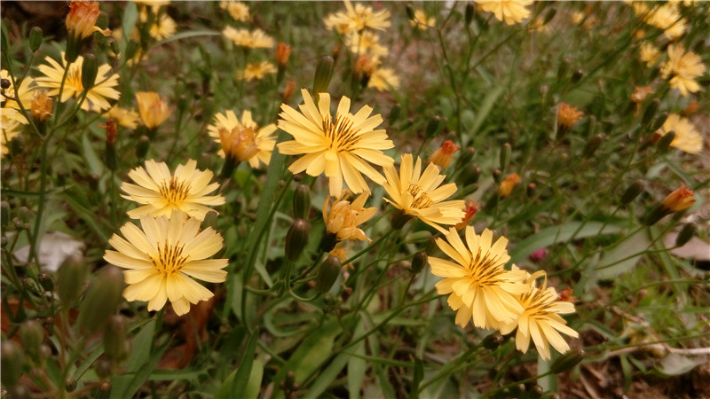 春光外泄的好色时光：联想乐檬K3 Note全方位体验