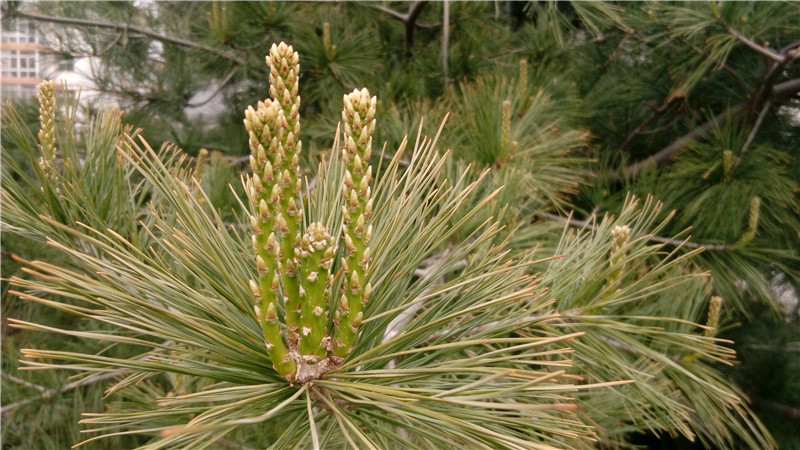 春光外泄的好色时光：联想乐檬K3 Note全方位体验