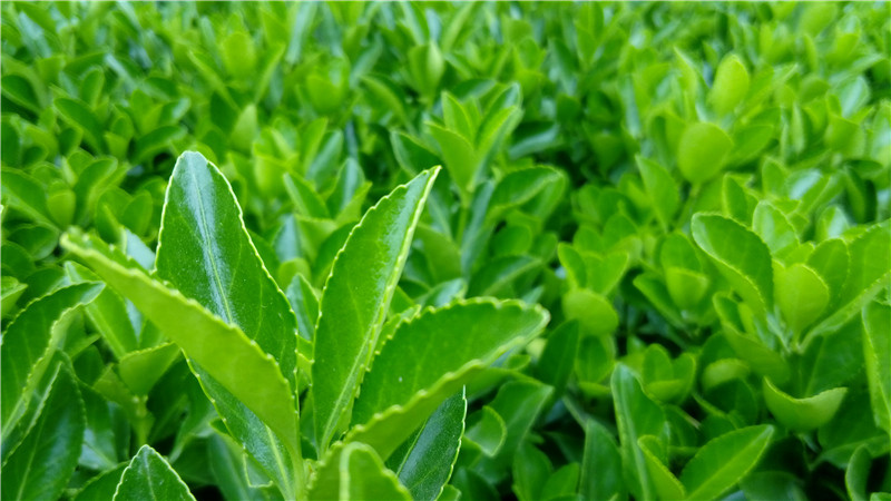 春光外泄的好色时光：联想乐檬K3 Note全方位体验