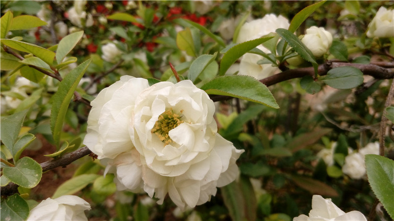 春光外泄的好色时光：联想乐檬K3 Note全方位体验