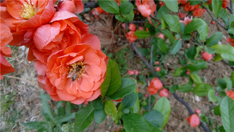 春光外泄的好色时光：联想乐檬K3 Note全方位体验