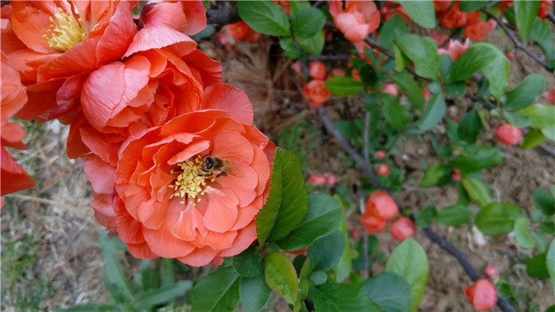 春光外泄的好色时光：联想乐檬K3 Note全方位体验