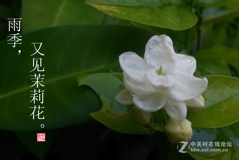小米2雨季又见茉莉花