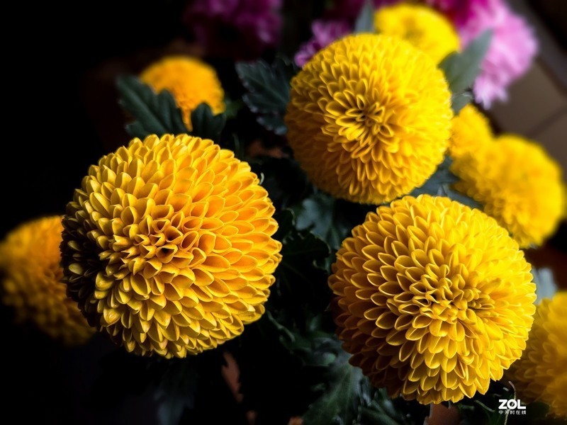 #版主坐堂# 《手机摄影星空(中国)》2020年5月优秀作品选编