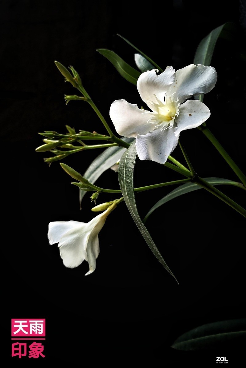 #版主坐堂# 《手机摄影星空(中国)》2020年5月优秀作品选编