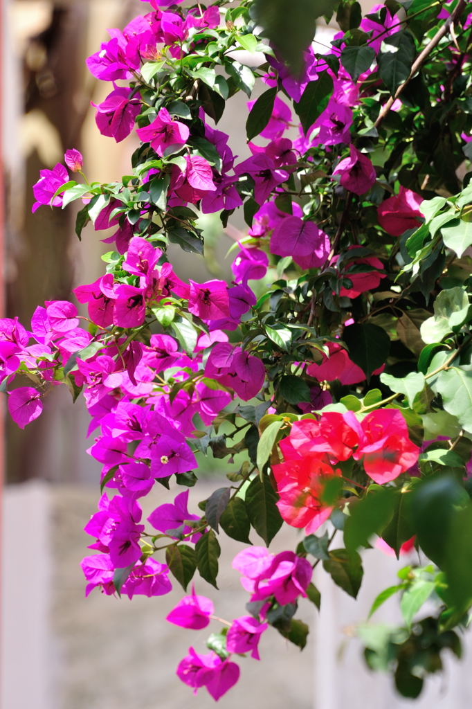 三角梅-中关村在线摄影论坛