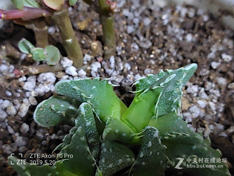 评测：畅销海外的中兴天机Axon 10 Pro用过之后直叹：手感真爽！