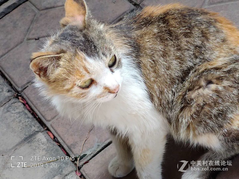 评测：畅销海外的中兴天机Axon 10 Pro用过之后直叹：手感真爽！