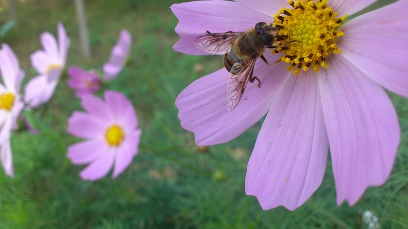 M9微距随手拍！美美哒！