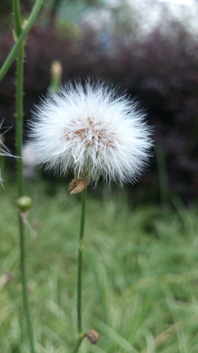 M9微距随手拍！美美哒！