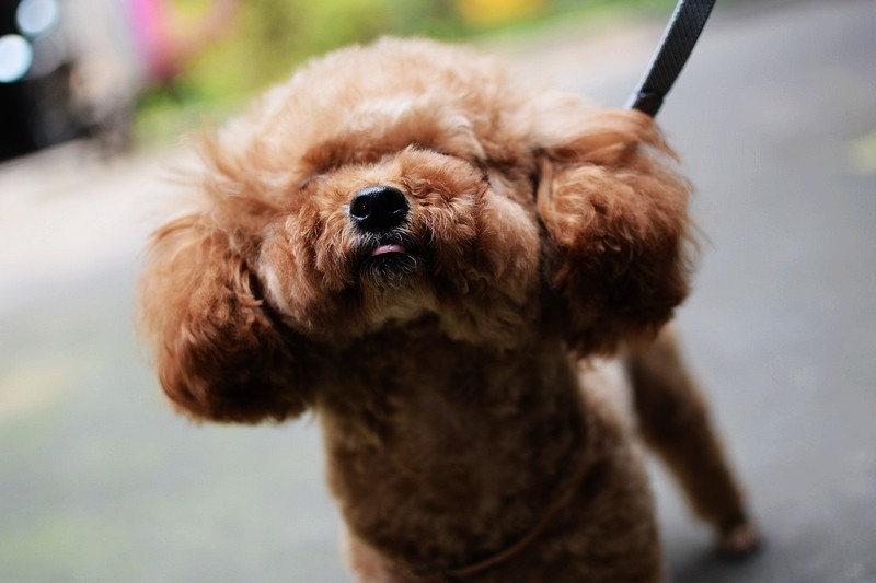 有品新品 猫猫狗狗出品 Pawbby无线宠物剃毛器