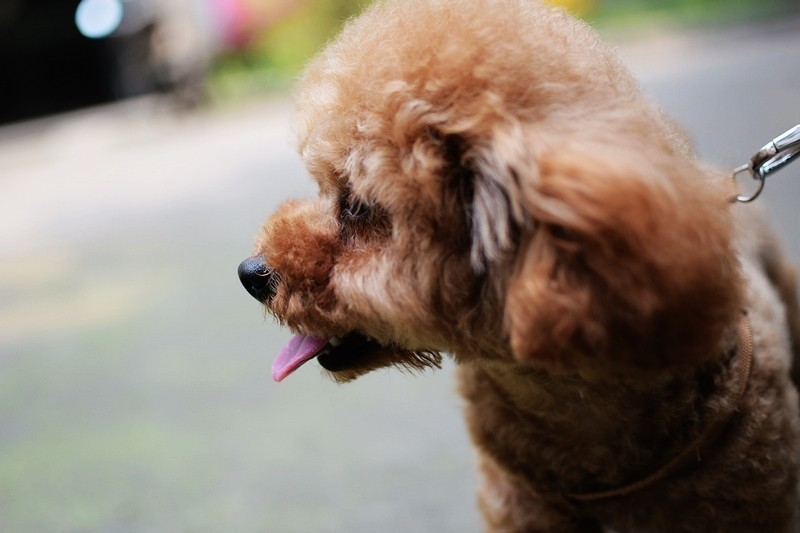 有品新品 猫猫狗狗出品 Pawbby无线宠物剃毛器