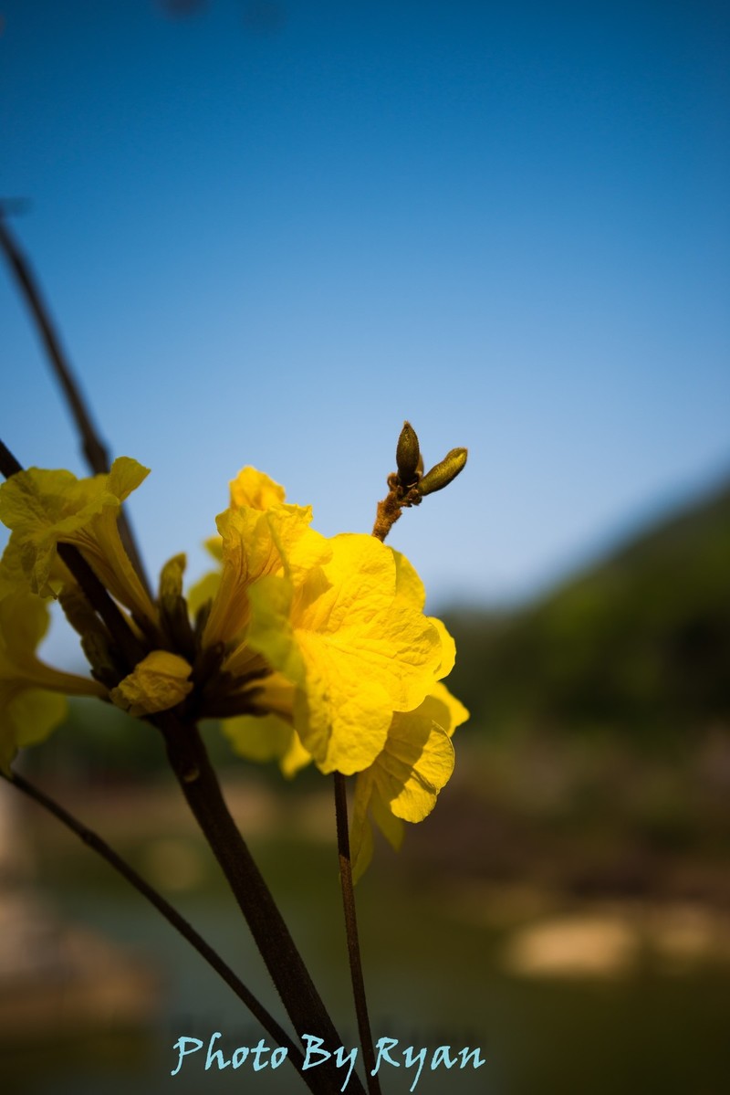 黄木铃花