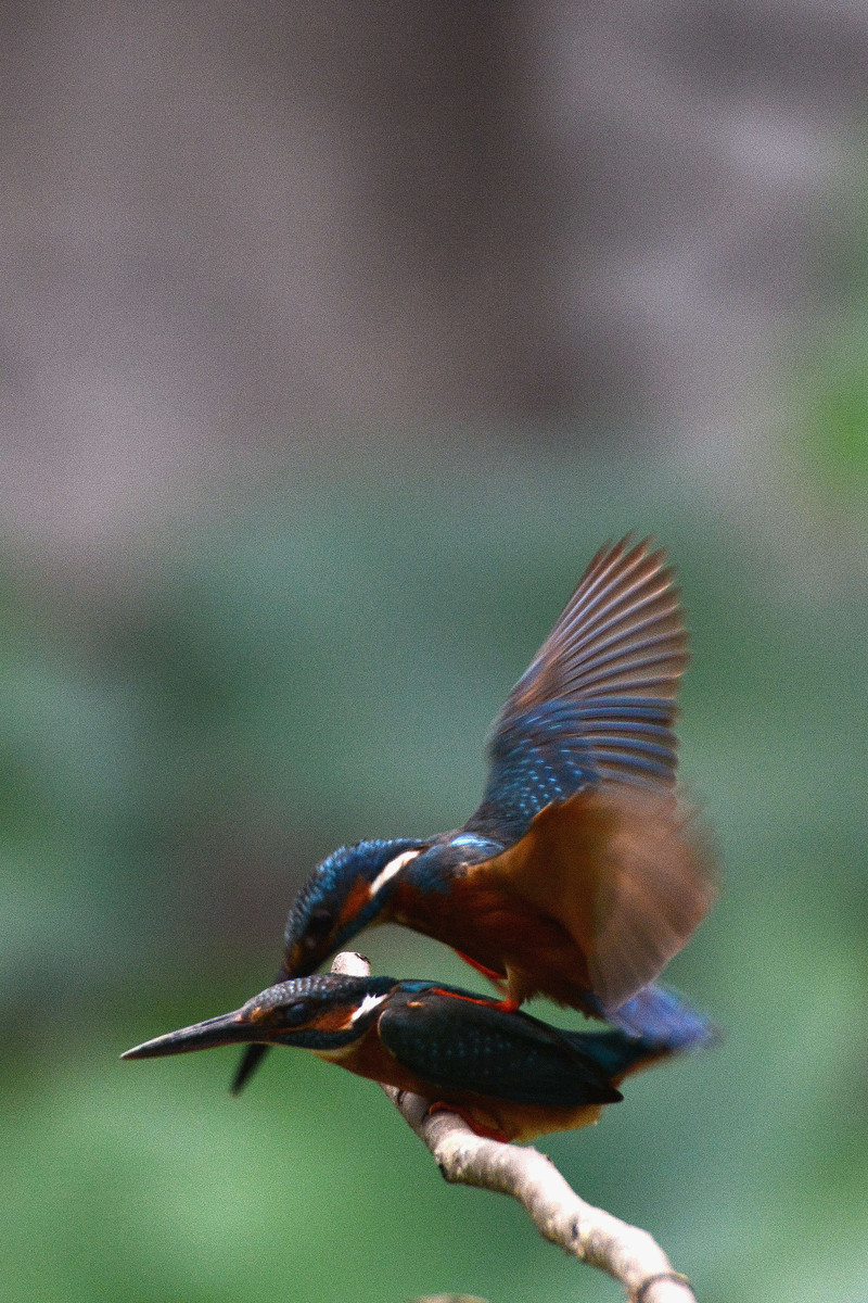 翠鸟踩蛋孵宝宝二竖版
