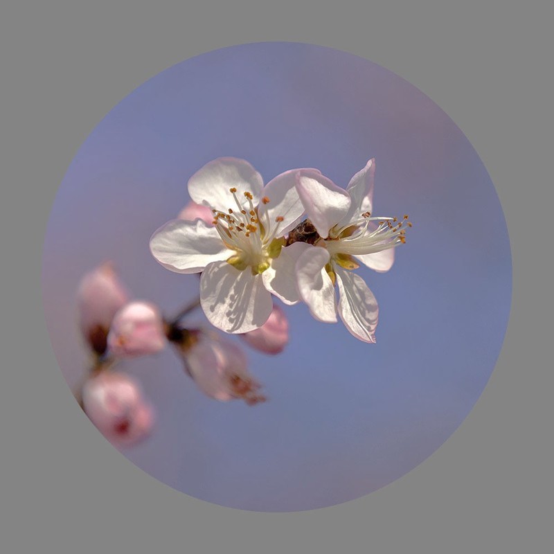 山桃花开了（2020）