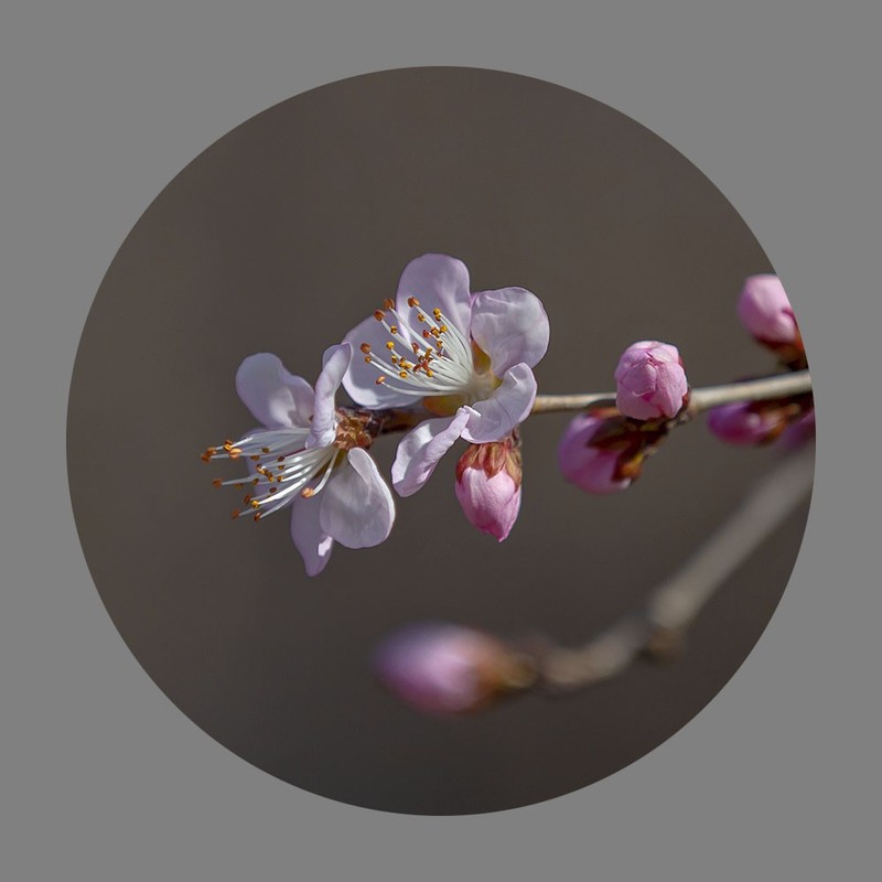 山桃花开了（2020）