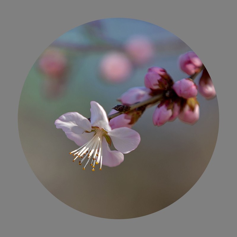 山桃花开了（2020）