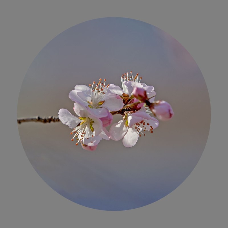 山桃花开了（2020）