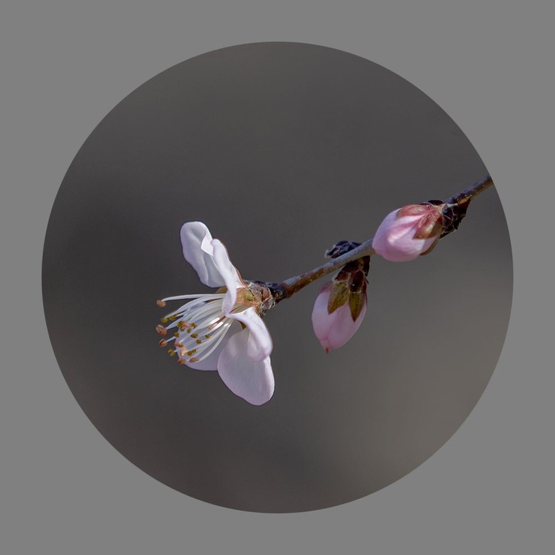 山桃花开了（2020）