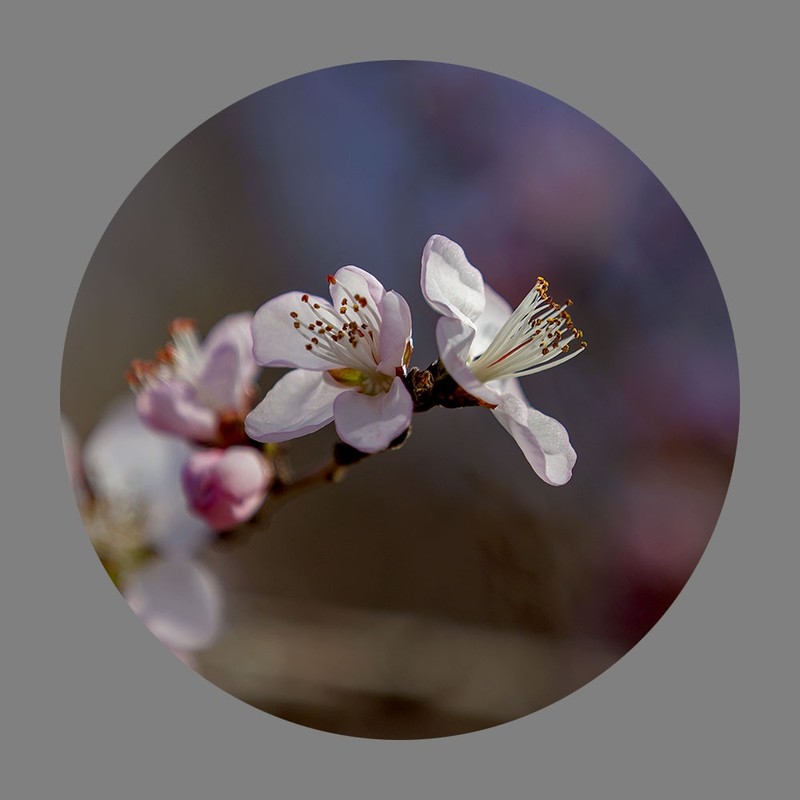 山桃花开了（2020）