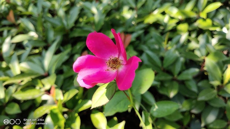 配置性能以及外观均衡，堪称次旗舰的千元机-vivo Z5x，惊喜要远大于遗憾