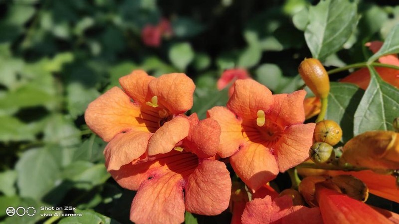 配置性能以及外观均衡，堪称次旗舰的千元机-vivo Z5x，惊喜要远大于遗憾