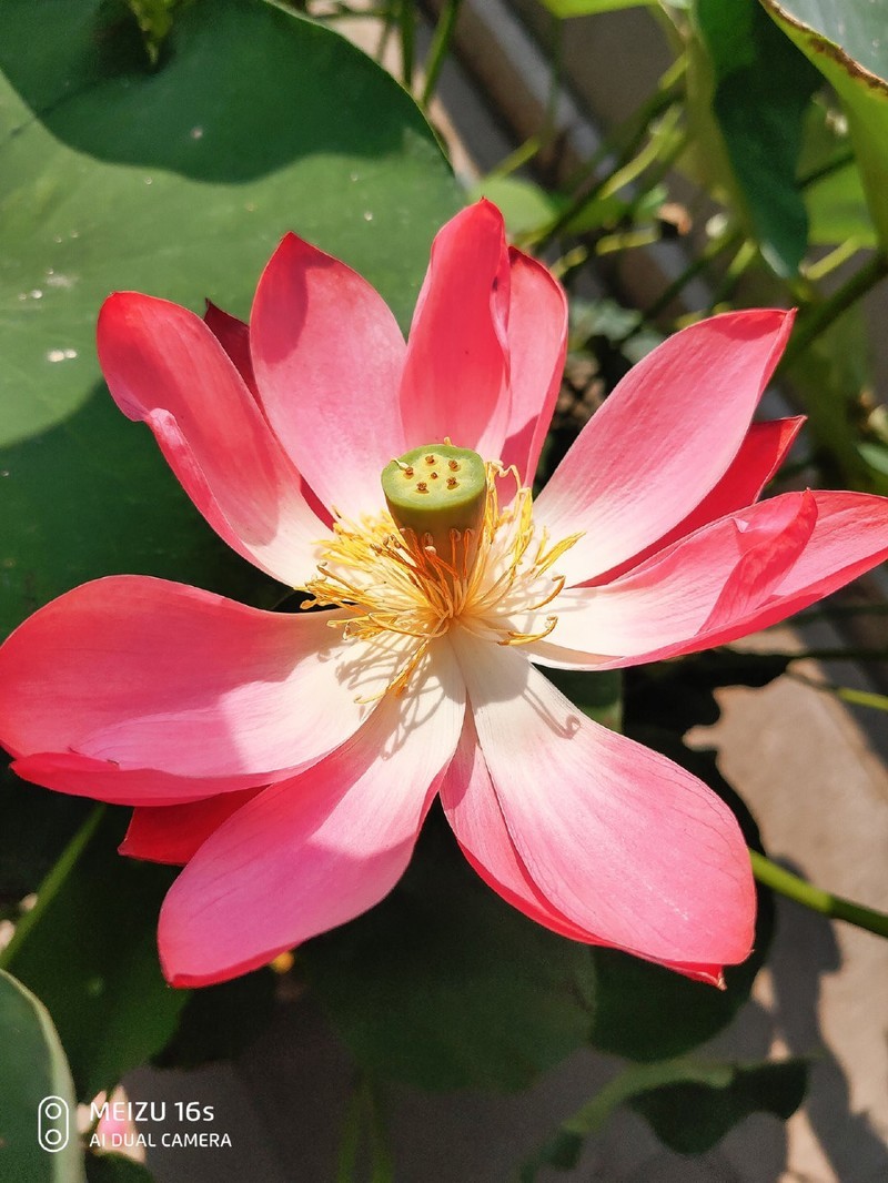 软妹子心目中的魅族16s——这才是我心心念的旗舰手机！