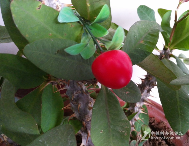 VIBE shot拍照实测