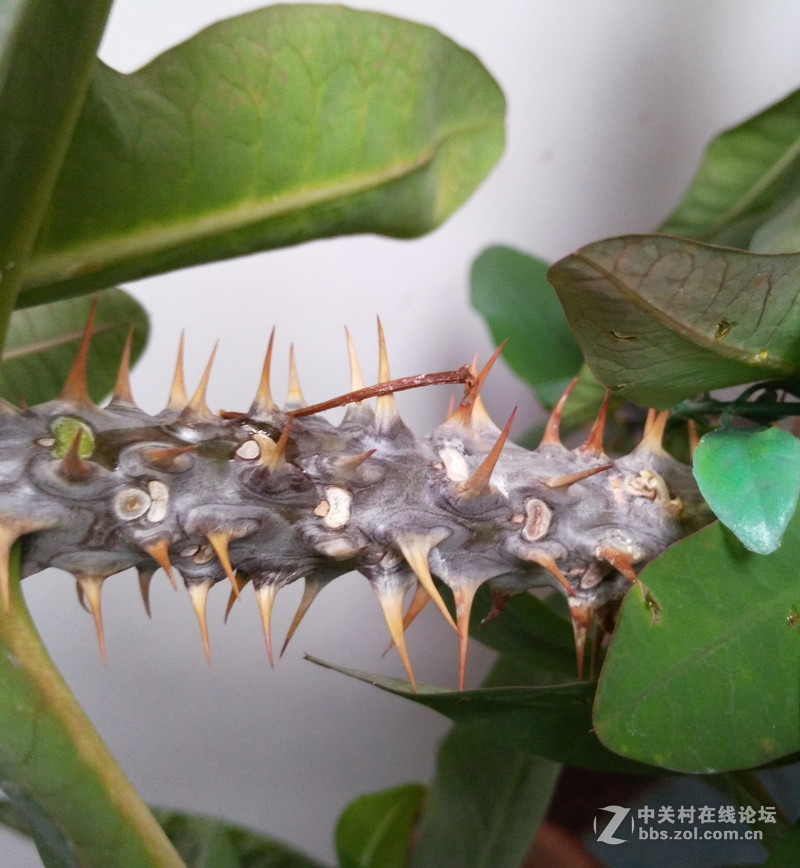 VIBE shot拍照实测