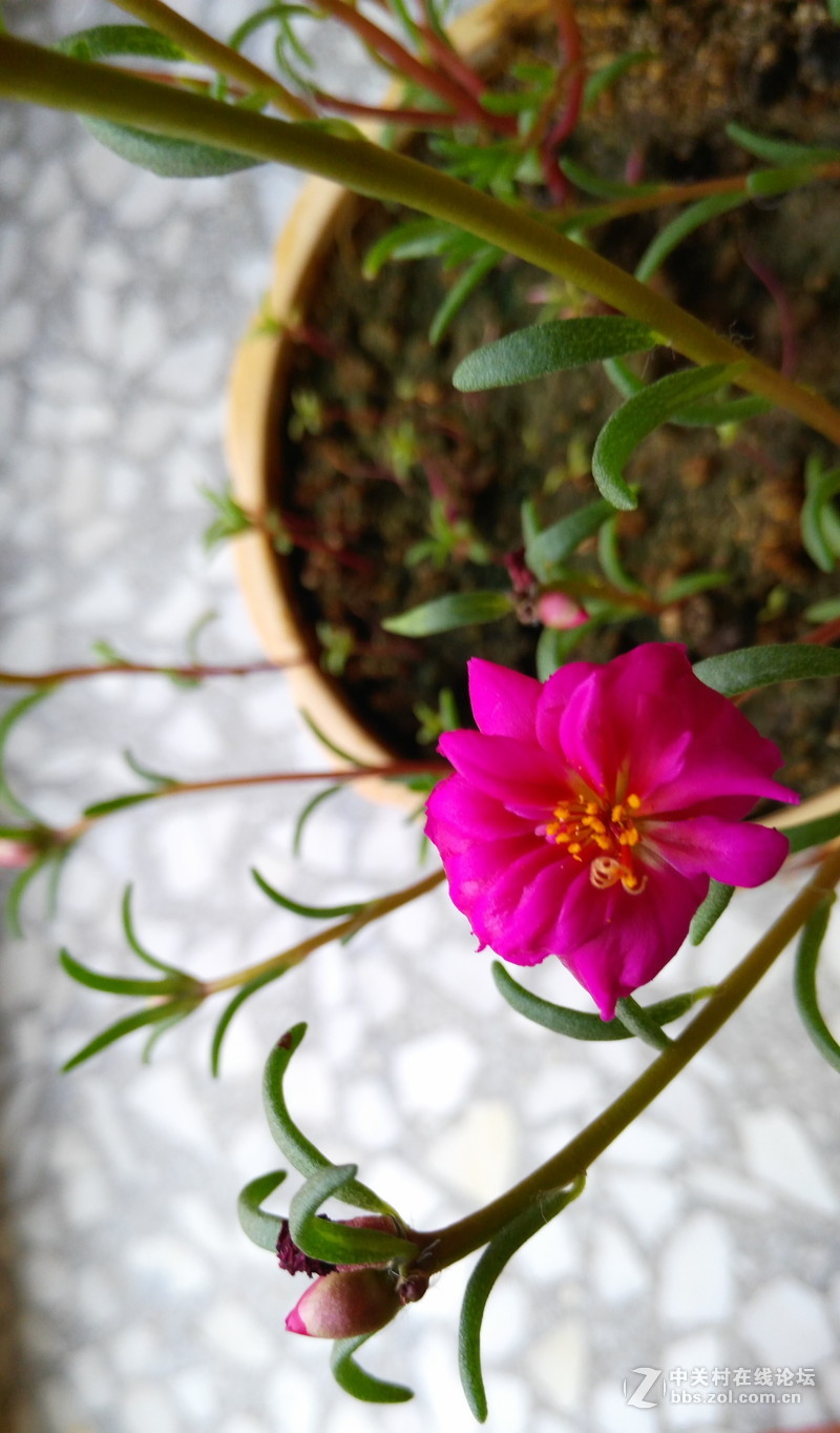 VIBE shot拍照实测