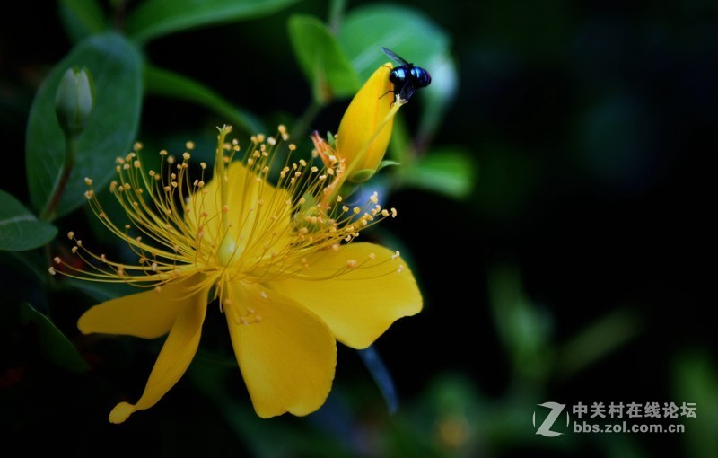 尼克尔24一120 一拍金丝桃花