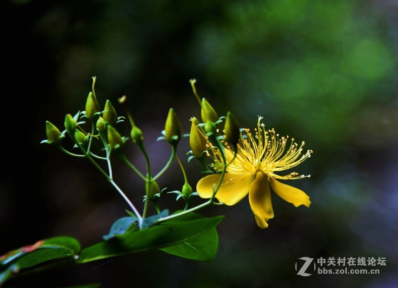 尼克尔24一120 一拍金丝桃花