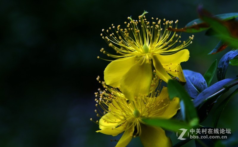 尼克尔24一120 一拍金丝桃花