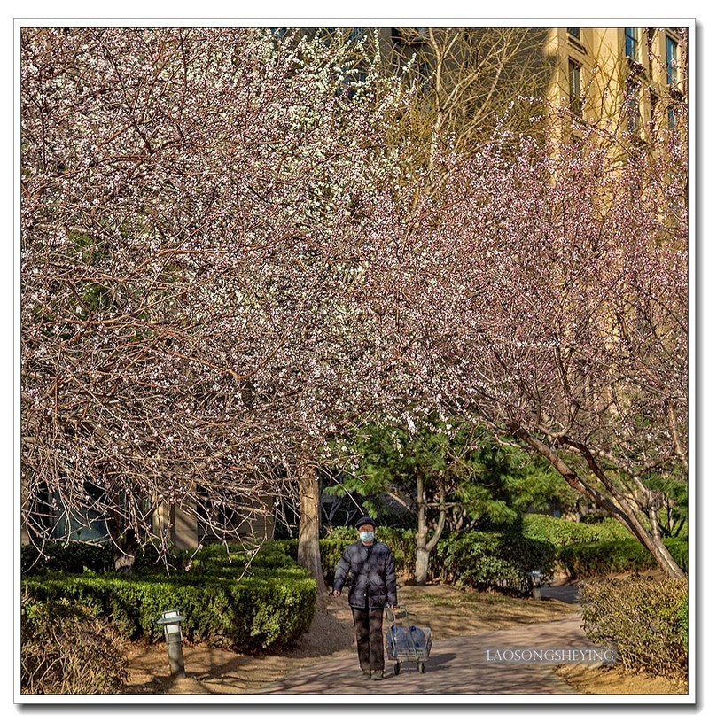 园区春色（2020）