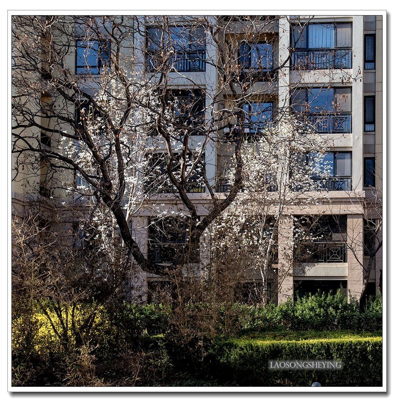 园区春色（2020）