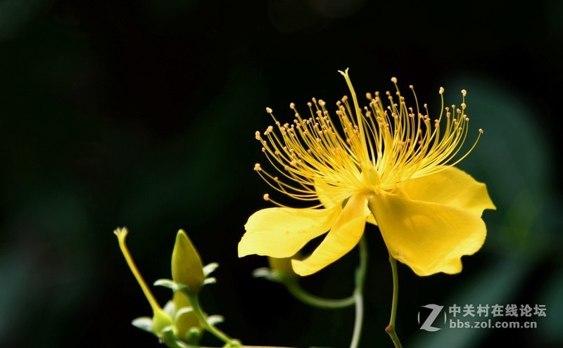 尼克尔24一120 一拍金丝桃花