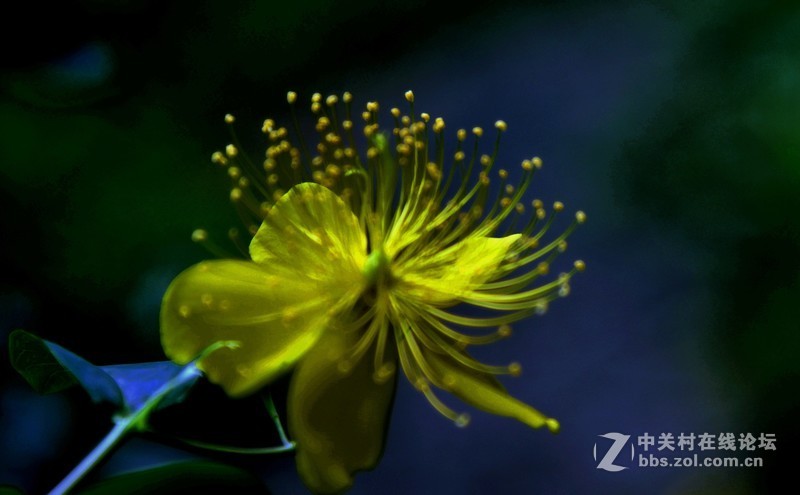 尼克尔24一120 一拍金丝桃花