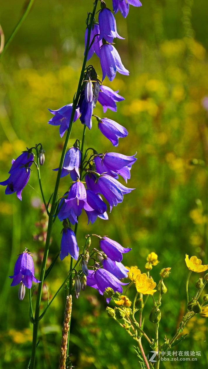 #P8max壁纸征集#+蔚然大草原