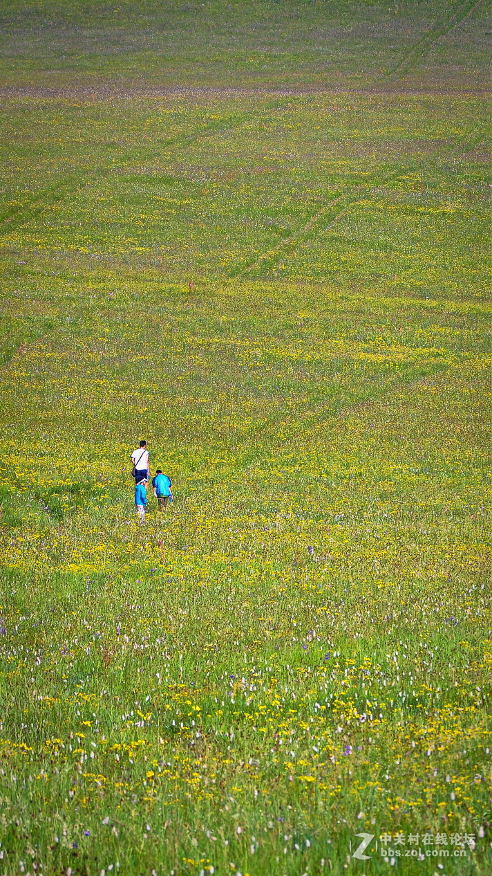 #P8max壁纸征集#+蔚然大草原