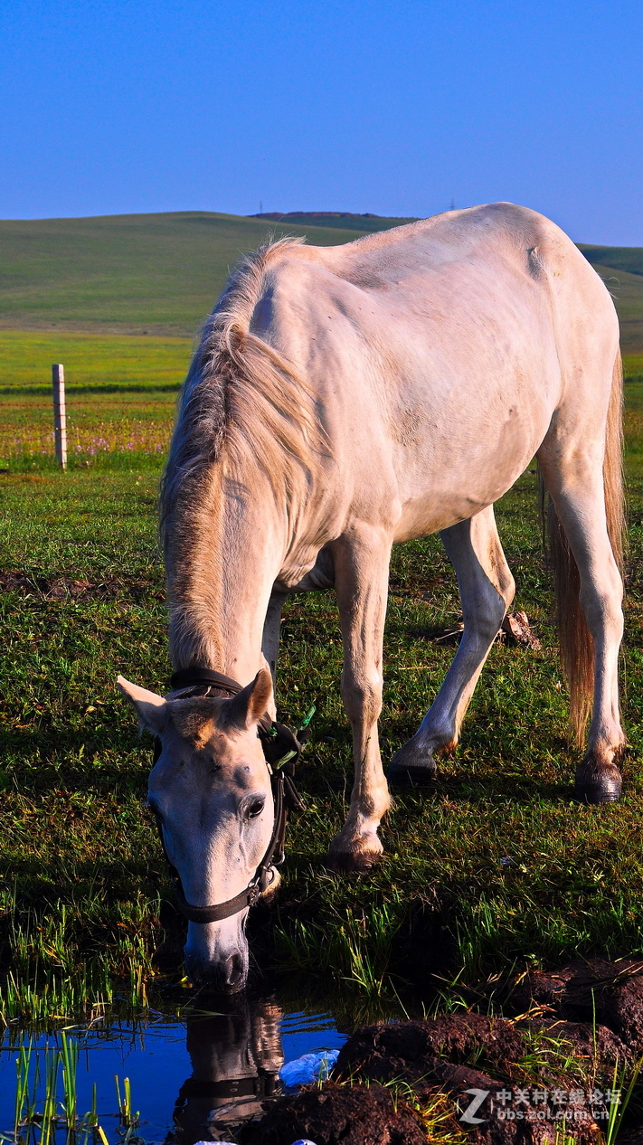 #P8max壁纸征集#+蔚然大草原