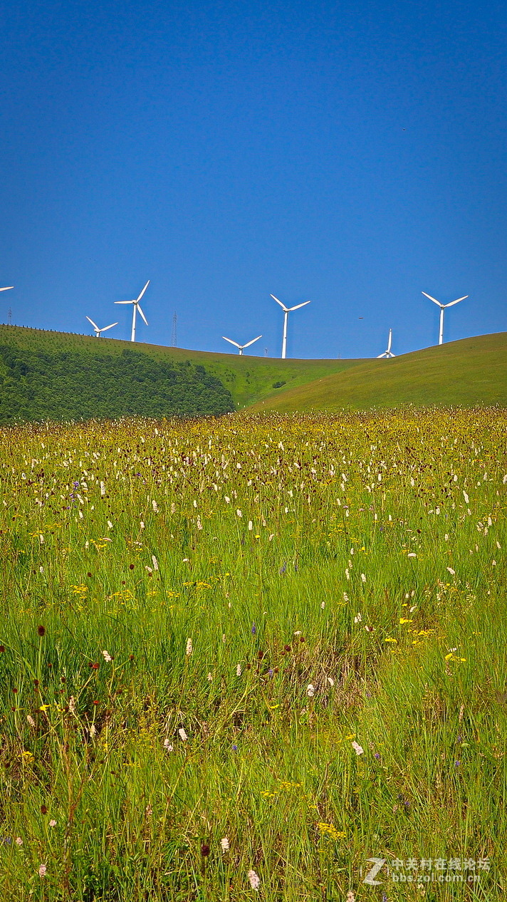 #P8max壁纸征集#+蔚然大草原