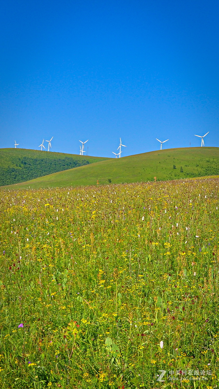 #P8max壁纸征集#+蔚然大草原