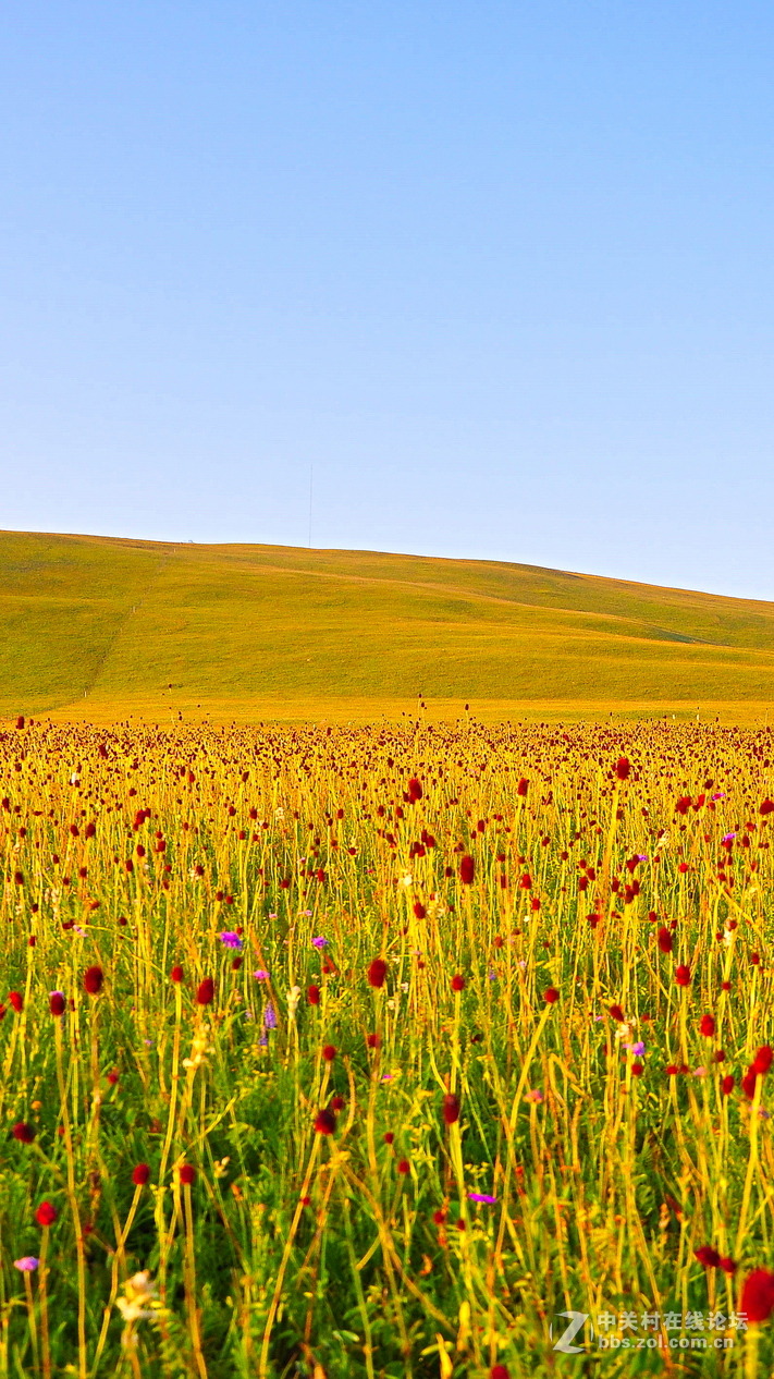 #P8max壁纸征集#+蔚然大草原