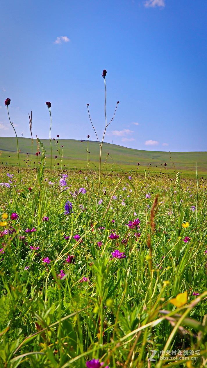 #P8max壁纸征集#+蔚然大草原