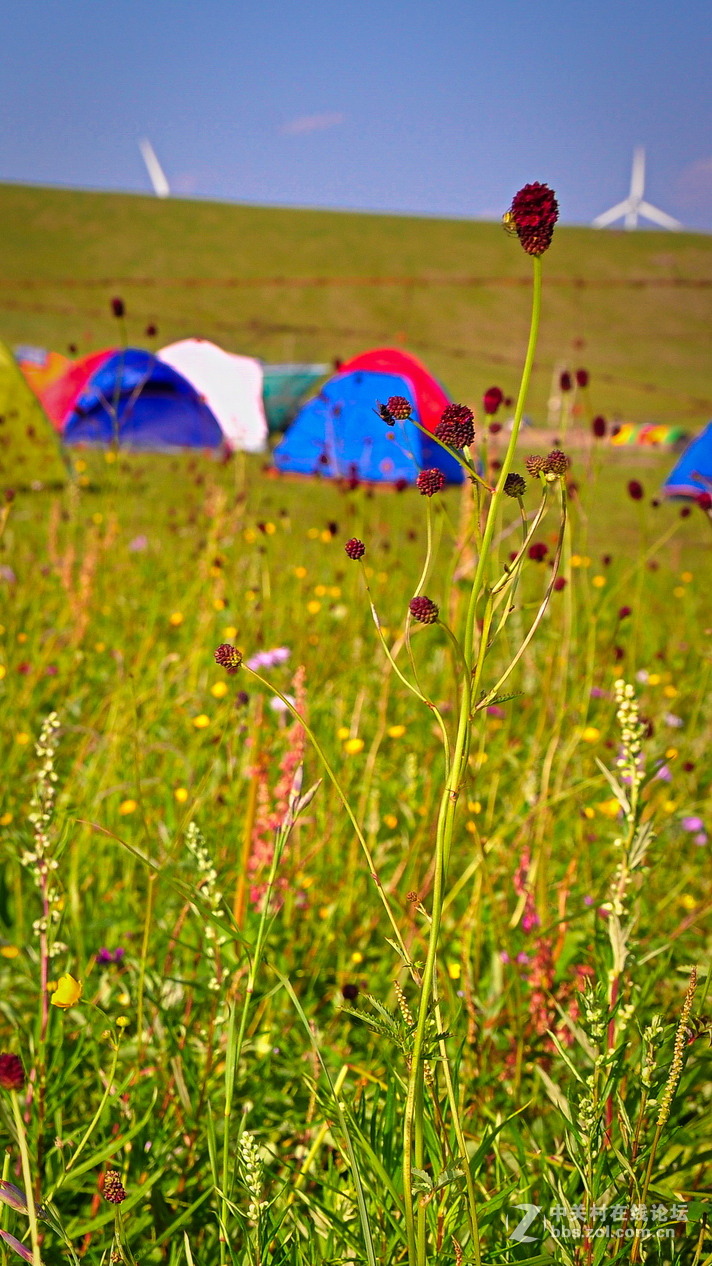 #P8max壁纸征集#+蔚然大草原