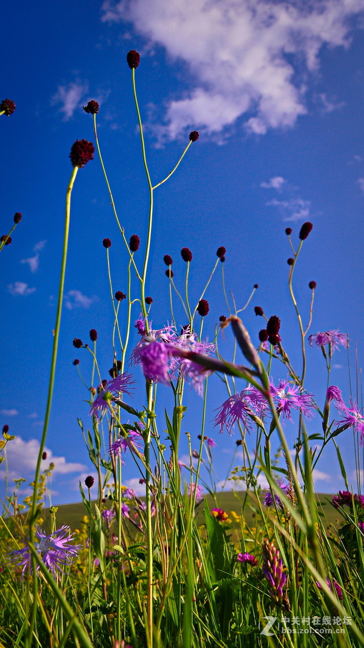 #P8max壁纸征集#+蔚然大草原